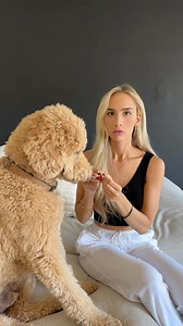 961K views · 6K reactions | Wish they came with a user manual • • #dogs #dogsofinstagram #dogmom #girlandadoodle #dogowners #oliver #lovehim #goldendoodle #doggosofinsta #petsofinstagram #petowner #funnydog #goodboy #doglife #pets #petlovers #dogcomedy #relatable | Agirlandadoodle | Facebook