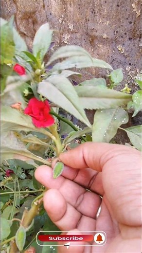 Red Balsam Fruit #fruit #fruits #fruitpicker #flower #balsam