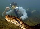 Scientists swim with world's biggest snake in the Amazon rainforest