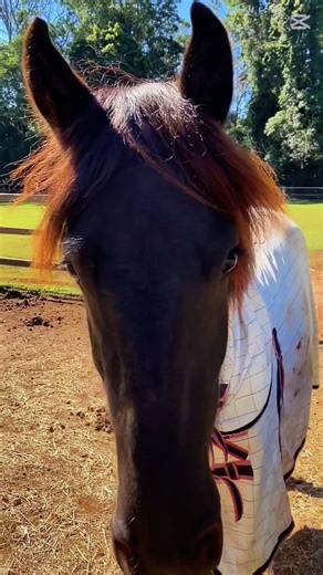 Look At This Cute Baby Friesian I Met 🥰