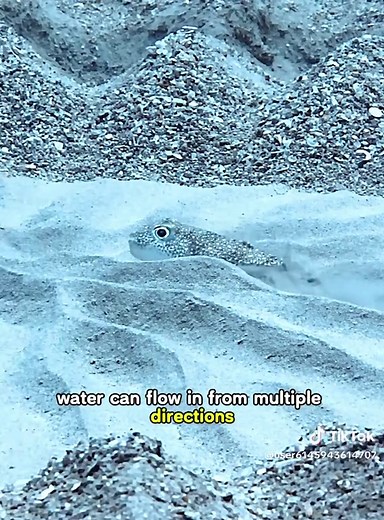 Understanding Puffer Fish: Fascinating Facts and Habits