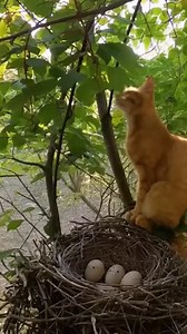 Brave Cat Saves Nest from Snake! A cat's quick actions save eggs from a snake. #fblifestyle #AI Generated using Kling AI . . . (For entertainment purposes only. Consult professionals if guidance on activities is presented. No brand affiliation is implied if any are shown. If inspired by true events, creative adaptations may be included. Content may include public footage.) | Fabiosa Kindness in Action