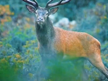 它的叫声不再仅是呼唤，而是化身为自然之灵的哀愁与低语，承载着山林的命运。