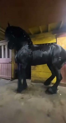 This Giant Horse Can DANCE?! 😱🐎 Unbelievable Moves #shorts