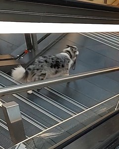 9.8M views · 10K reactions | This is one independent doggo  | LADbible | Facebook