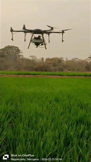 Drone Spraying in Paddy#yt Short#farming