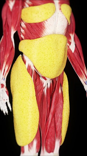 Understanding Subcutaneous Fat in Body Anatomy