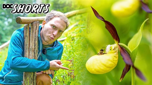 纪录片短片 | 第 46 集 - 杓兰的致命拥抱： Cypripedium calceolus