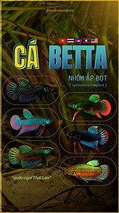 Cá Betta: Tìm Hiểu Nhóm Splendens Complex & Cách Sinh Sản Bằng Ấp Bọt - Nuôi cá dưỡng tâm #betta