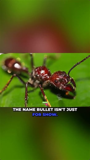 Ranking the most painful insect stings — bullet ant, tarantula hawk, velvet ant and more