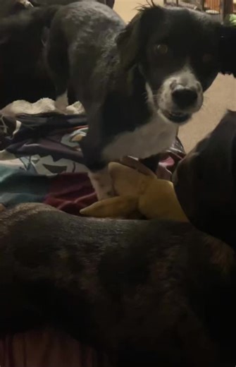 Conversations with my dog Alice has big opinions about having dinner early 🤣 #dog #funnydog #sassy #dogtalk #dogtok