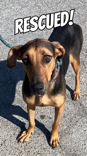 3.8K views · 195 reactions | #HappyMonday - Over 70 Dogs Rescued! One of our most well-known dogs left the shelter safely this weekend, along with over 70 more! How do we fit them all into one post? Watch... Thanks to Marley's Mutts Dog Rescue for rescuing Delilah and many more! Thanks to ALL the rescue organizations! And a huge high-five to our KCAS Rescue Team! | Kern County Animal Services | Facebook