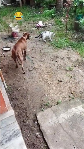 നോറയ്ക്കു ഒരു വയസ് ഇന്നാണെങ്കിൽ കടിക്കും #pitbulldog #cat #funny