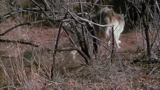 The Legend of Lobo 1962