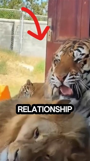 The Surprising Truth About Lions and Tigers #animals