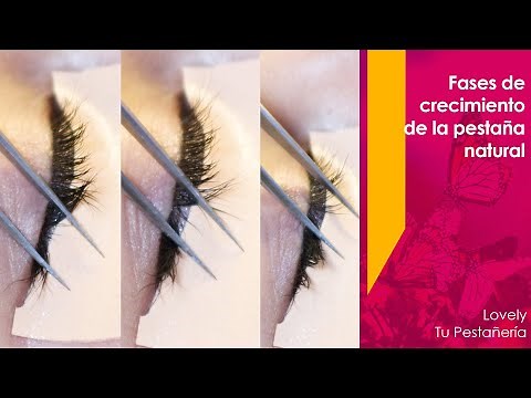 Fases de crecimiento de la pestaña natural