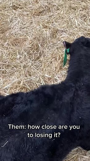 Between the frostbite, the mud, the rain, the windchill, and the blizzards, it has been one heck of a christening calving season. I’m ready for it to be done #14left #calves #cattle #ranch #nodak #calvingseason