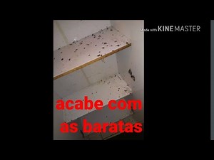 killing cockroaches/how to exterminate French cockroaches quickly, practically and cheaply