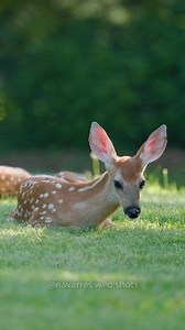 Just a minute of cute fawns 🦌 #fawn | Navarre Marshall