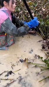 17K views · 32 reactions | Turtle  Catch in Winter Season। #fishing #turtle #pondfishing, #fishinglife #Goliath#saltwaterfishing#bigfish#bigbaits#reef#offshore#fishingflorida#fishinglife#fishingtiktoks#fishingtips#fishinggear#fishingfun #fishingtips, #fishtok #goldfish | Vibe Wave | Facebook