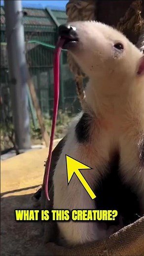 Meet the Giant Anteater #nature #animals