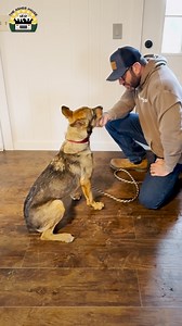 2.5M views · 156K reactions | Samara has been through so much, she's such a special dog and we're thrilled she's safe now ❤️ Thank you so much to Long Beach Animal Services and her amazing fosters! | The Asher House | Facebook