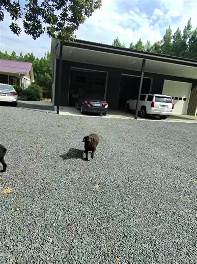 3 Dogs at Once: Cute Guard Dogs Compilation