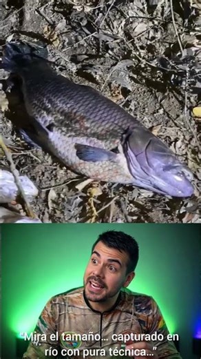 Incredible Giant Benton Caught! 😱 MONSTER fishing in the river #shorts