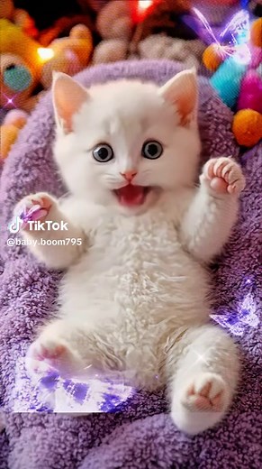 Cute Baby Cats in Adorable Apartment Challenge