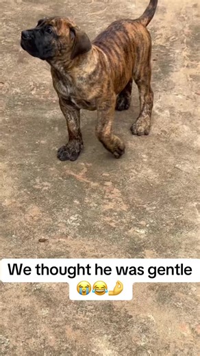 Funny Goat Moments That Will Make You Laugh