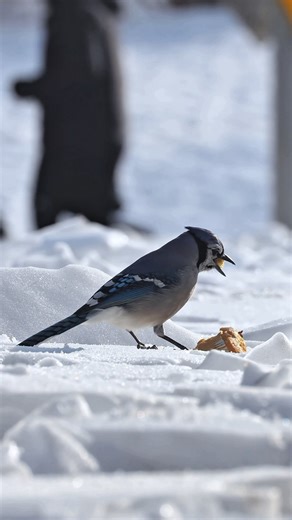 Pavel on Instagram: "Name: Blue Jay. Size: A large songbird, 9–12 inches (22–30 cm) long (with a wingspan up to 17 inches / 43 cm). Habits: Very intelligent and loud birds with strong social behavior. They are known for their ability to masterfully mimic hawk calls to scare other birds away from food. They often cache food for winter by hiding nuts and acorns in the ground, which helps spread forests."