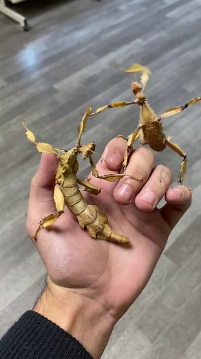 Praying Mantis Bug Showcase: Close-Up Exploration