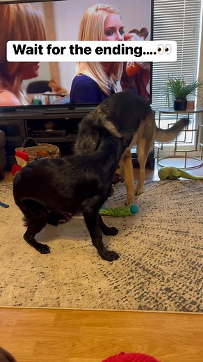 Watch my German shepherd get MAD at his PUPPY #germanshepherd #germanshepherdpuppies #germanshepherdsofinstagram #gsd #gsdofinstagram #gsdlove #gsdlife #gsdpuppy #reels #reelsinstagram #reelschallenge #reelsusa #reelsfb | Zeus Woods