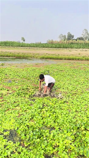 River push net fishing story🐟#fishing