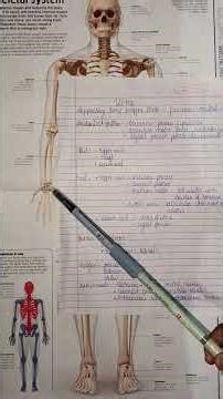 Ulna bone Anatomical position Parts Attachment 🦴#anatomy #bone #mbbs #medicalstudent