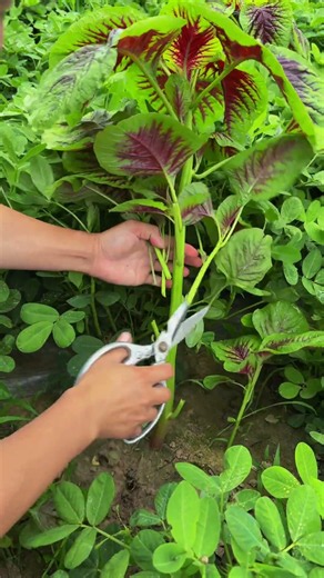 🥬✂️ Red Amaranth Stem Harvesting with Pruning Scissors #shorts