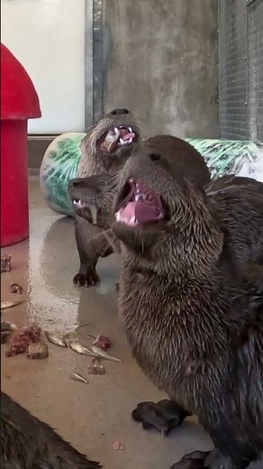 🌍🦦 Happy World Otter Day from Zoo Miami! 🦦🌍