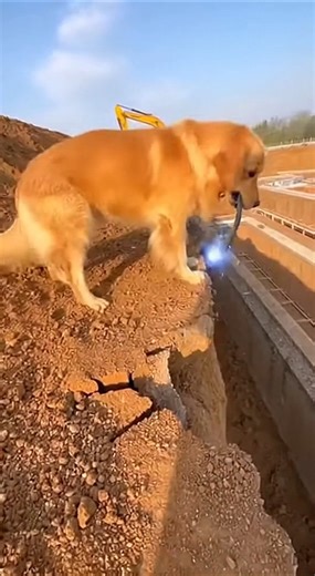 👷‍♂️🐕 Rescuing a golden retriever on the construction site #fail #chaos