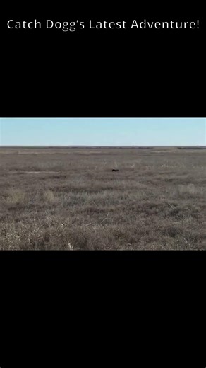 Pure Dog Joy in 10 Seconds #englishshepherd #shorts #sheddog #g4outdoors