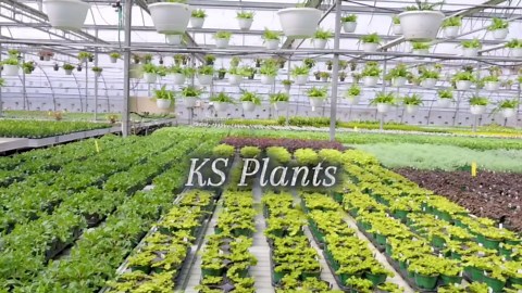 Cypress Lemon, 6" Pot, Indoor Houseplant, Easy Care, Live Plant for Indoor & Outdoor