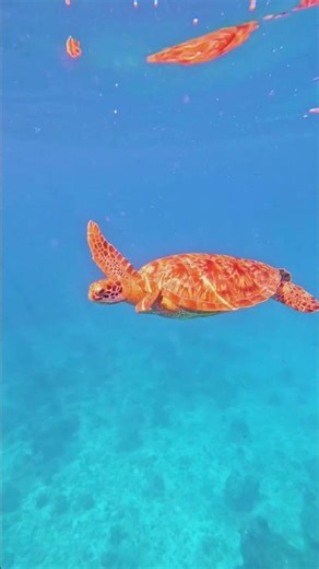 Vida bajo el mar en Baja California Sur 💙