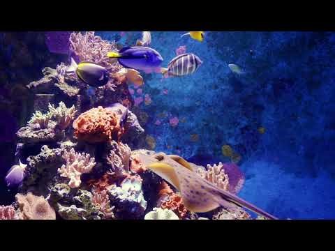 Aquarium Ambience 🐠 2 Hours of Calming Water Sounds for Sleep (No Music)