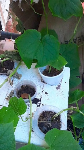 GROWING with Cocumber in a Box powered by plantbox formula! #UrbanGarden #hydroponicsystem #organicagriculture #SustainableVillage #plantboxstarterkit | PlantBox Innovation