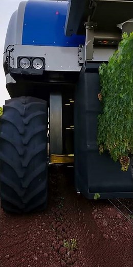 Grape Harvesting Machine in Lush Vineyards | Realistic Farming #harvest #agriculture #grapefarm