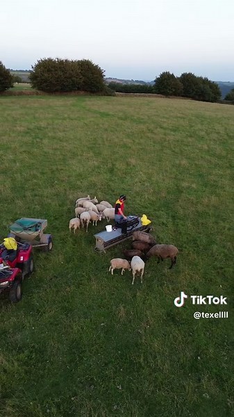 i’m against animal testing, unless it’s house music on sheep 🐑🕺 #fyp #housemusic #sheep #dj #vibe