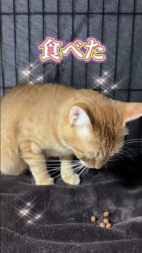 チャイさんの暮らし⑲。#保護猫