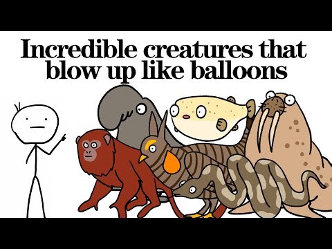 Inflating animals! incredible creatures that blow up like balloons! Animal Facts