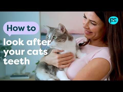 Vet Answers: Why Does My Cat Have Bad Breath? And How To Look After Your Cat's Teeth | PET CIRCLE