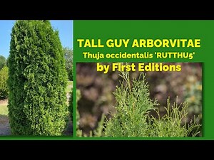 TALL GUY ARBORVITAE | Thuja occidentalis 'RUTTHU5' by First Editions