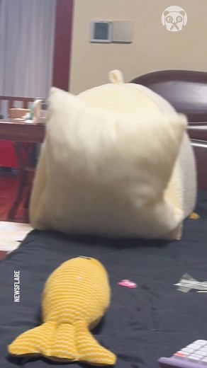 12K views · 42 reactions | Quick attack and instant cat defense! | Bored Panda Animals | Facebook